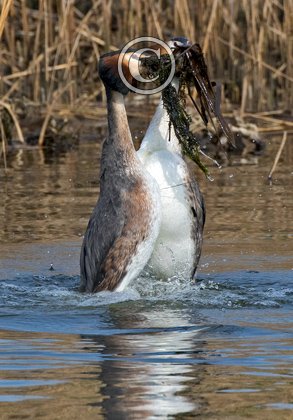   Great Crested Grebs Weed Dance DM1718